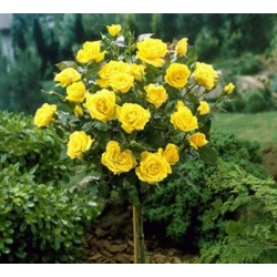 Róża wielkokw cytrynowa Berolina rozx8