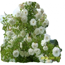 Róża pnąca biała Heritage Rpn11