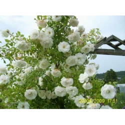 Róża pnąca biała Heritage rozx11