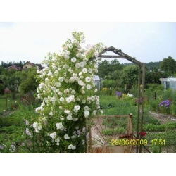 Róża pnąca biała Heritage rozx11