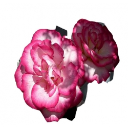 Róża pnąca biało-różowa Handel Rpn10