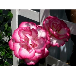 Róża pnąca biało-różowa Handel rozx10