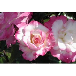 Róża pnąca biało-różowa Handel rozx10