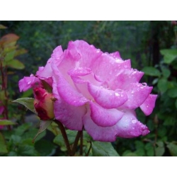 Róża pnąca biało-różowa Handel rozx10