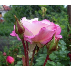 Róża pnąca biało-różowa Handel rozx10