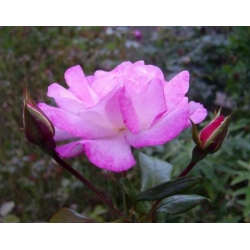 Róża pnąca biało-różowa Handel rozx10