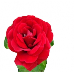 Róża pnąca czerwona Amadeus Rpn14