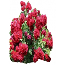 Róża pnąca ciemnoczerwona Flammentanz Rpn8