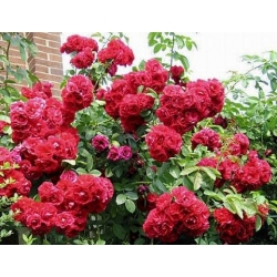 Róża pnąca czerwona Flammentanz rozx8