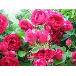 Róża pnąca czerwona Flammentanz rozx8