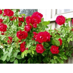 Róża pnąca czerwona Flammentanz rozx8