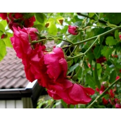 Róża pnąca czerwona Flammentanz rozx8