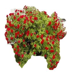 Róża pnąca czerwona Sympatia Rpn1