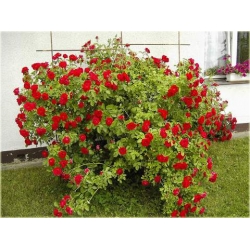 Róża pnąca czerwona Sympatia Rpn1