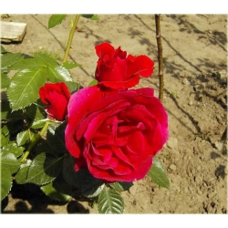 Róża pnąca czerwona Sympatia rozx1