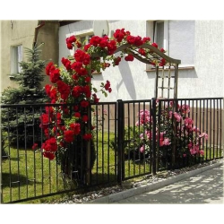 Róża pnąca czerwona Sympatia Rpn1