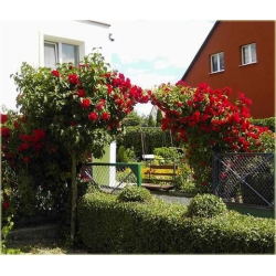 Róża pnąca czerwona Sympatia Rpn1