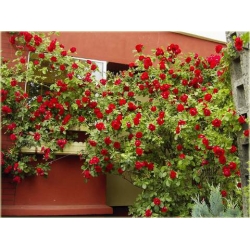 Róża pnąca czerwona Sympatia rozx1