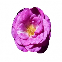 Róża pnąca fioletowa Violetto Brilanti Rpn7