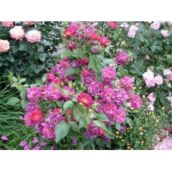 Róża pnąca fioletowa Violetto Brilanti rozx7