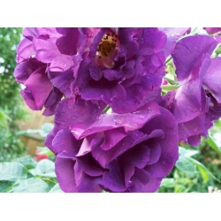 Róża pnąca fioletowa Violetto Brilanti rozx7