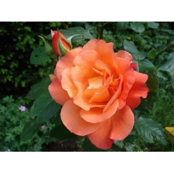 Róża pnąca herbaciana Westerland rozx3