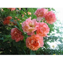 Róża pnąca herbaciana Westerland rozx3