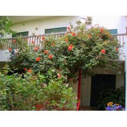 Róża pnąca herbaciana Westerland rozx3