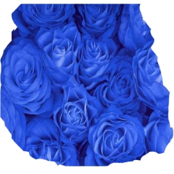 Róża pnąca niebieska Indigolette Rpn6