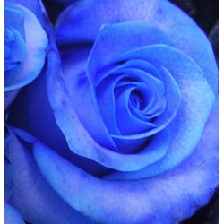 Róża pnąca niebieska Indigolette rozx6