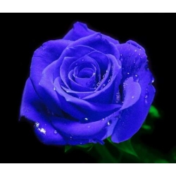 Róża pnąca niebieska Indigolette rozx6