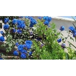 Róża pnąca niebieska Indigolette rozx6