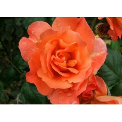 Róża pnąca pomarańczowa Caphorn rozx9