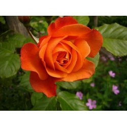 Róża pnąca pomarańczowa Caphorn rozx9