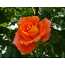 Róża pnąca pomarańczowa Caphorn rozx9