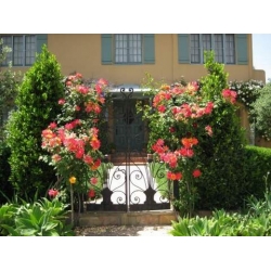 Róża pnąca pomarańczowa Caphorn rozx9