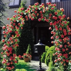 Róża pnąca pomarańczowa Caphorn rozx9