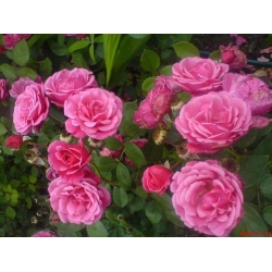 Róża pnąca różowa Etiuda rozx12