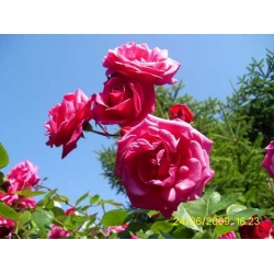 Róża pnąca różowa Etiuda rozx12