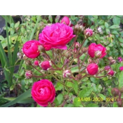 Róża pnąca różowa Etiuda rozx12