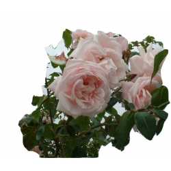 Róża pnąca różowa New Dawn Rpn13