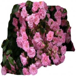 Róża pnąca różowa Parade Rpn5