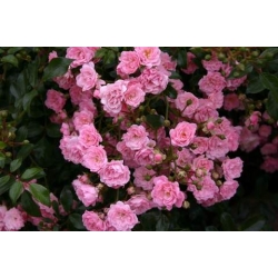 Róża pnąca różowa Parade rozx5