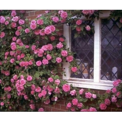 Róża pnąca różowa Parade rozx5