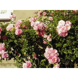 Róża pnąca różowa Parade rozx5