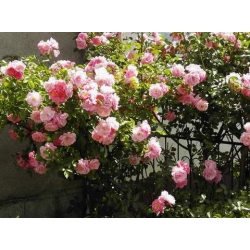 Róża pnąca różowa Parade rozx5