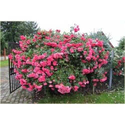 Róża pnąca różowa Parade rozx5