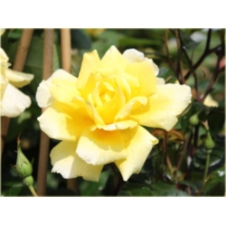 Róża pnąca żółta Golden Showers Rpn16