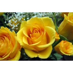 Róża pnąca żółta Goldenstern rozx4