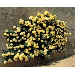 Róża pnąca żółta Goldenstern rozx4